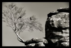 A tree too far Wallpaper