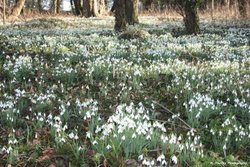 Snowdrops in the Abbey Gardens Wallpaper