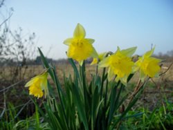 Spring is coming Wallpaper