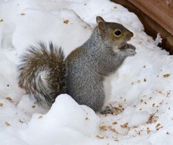 Squirrel 2 Wallpaper