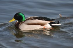 Mallard Duck Wallpaper