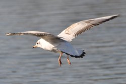 Black Headed Gull Wallpaper