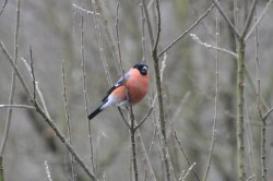 Male Bullfinch Wallpaper