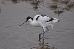 Avocet Wallpaper