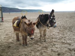 Barmouth Donkeys Wallpaper