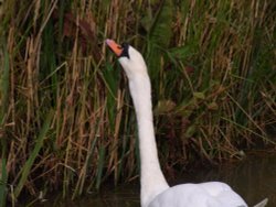 Slimbridge Wetland Centre Wallpaper