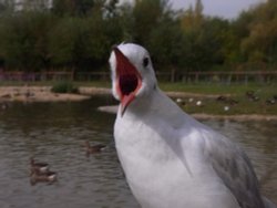 Slimbridge Wetland Centre Wallpaper
