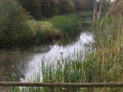 Slimbridge Wetland Centre Wallpaper