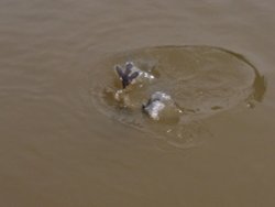 Slimbridge Wetland Centre Wallpaper