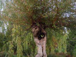 Slimbridge Wetland Centre Wallpaper