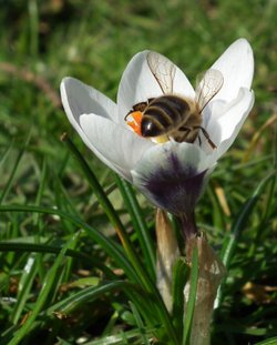 Crocus and Bee