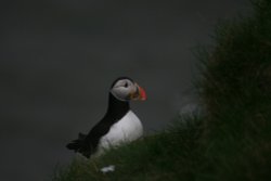 First Puffins