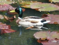 Chatsworth Duck