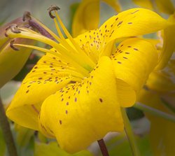 Golden Lily Wallpaper