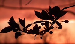 Blossom buds at sunset