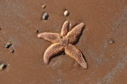 Starfish Wallpaper