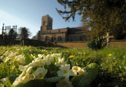 Primroses and St Mary's Church, Thenford, Northants