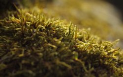 Moss, St Peter & St Paul Church, Cosgrove, Northants Wallpaper