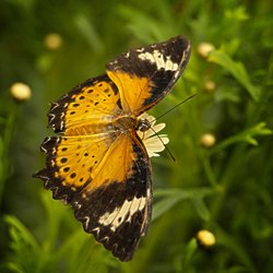 Golden Glory Wallpaper