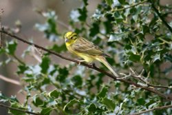 Yellowhammer. Wallpaper