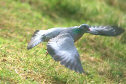 Stock Dove. Wallpaper