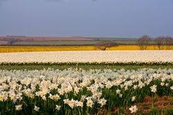 Daffodil field near Penzance