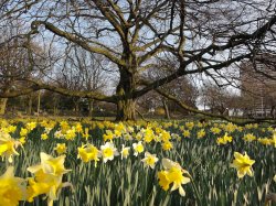 Beach tree in Clifton Park Rotherham Wallpaper
