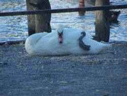 Strange looking Swan Wallpaper