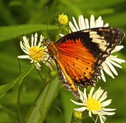 Taking a drink Wallpaper