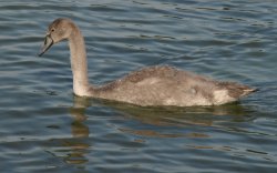 Cygnet at Bowness Wallpaper