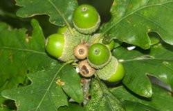 A picture of Acorns at Derwentwater