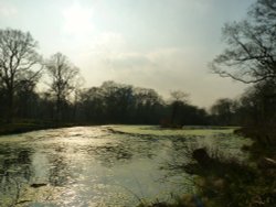Bookham Common Pond Wallpaper