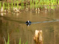 I'm Coming At You- The Bow Wave Wallpaper