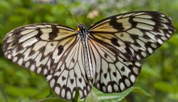 Shadow of the bloom Wallpaper