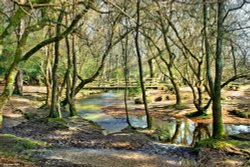 Brockenhurst Hampshire Wallpaper