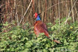 A passerby on a country lane near Hailsham! Wallpaper