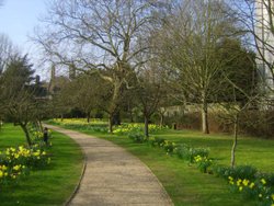 Peterhouse College Gardens Wallpaper