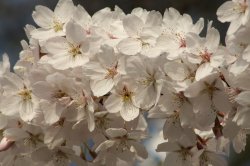 Blossom at Padbury, Buckinghamshire Wallpaper