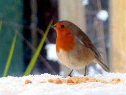 Robin