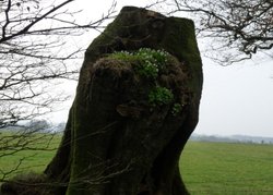 Wood Sorrell Wallpaper