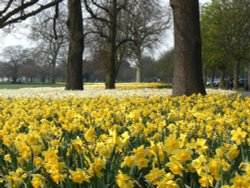 Daffodils in Greenwich Park Wallpaper