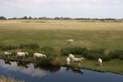 Sheep on the marshes at Rye Wallpaper