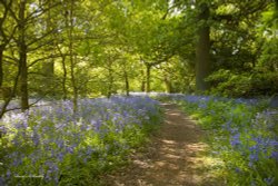 Beverley Westwood Wallpaper