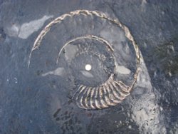 Ammonite fossil Wallpaper