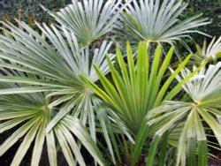 Dunster Castle Gardens Wallpaper