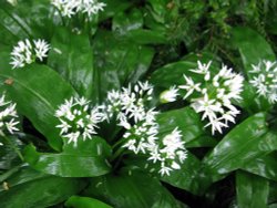Dunster Castle Gardens Wallpaper