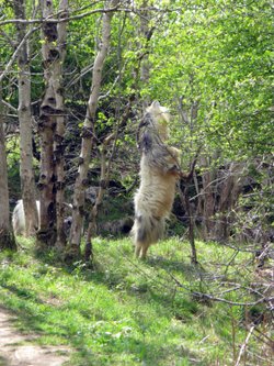 Cheddar  Gorge wild goat