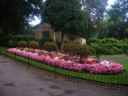Flowers in the Evening