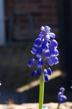 Grape Hyacinth
