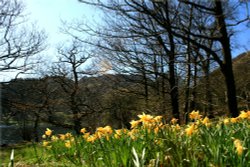 Wordsworths Daffodils on Ullswater. Wallpaper